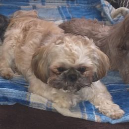 Turbo - Shih Tzu