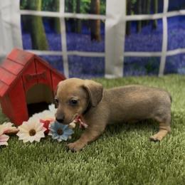 Shaded Cream Smooth Male - Cream male Dachshund puppy in Killeen, Texas from Southern Dachshunds
