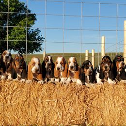 Basset Hounds from Blue Mountain Bassets