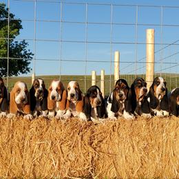 Basset Hounds from Blue Mountain Bassets