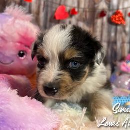 Australian Shepherd and Pembroke Welsh Corgi Puppies from Lewis Aussie’s & Corgi’s