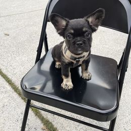 French Bulldog Puppies from Legacy Kennel Club