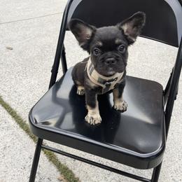 French Bulldog Puppies from Legacy Kennel Club