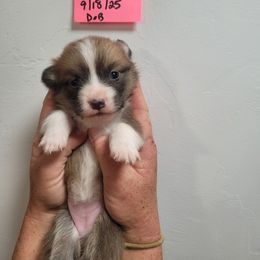 Sable-bluie female one - Sable female Pembroke Welsh Corgi puppy in Tucson, Arizona from D-S Ranch Corgis