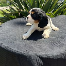 Cavalier King Charles Spaniel Puppies from Caveliers by Grace