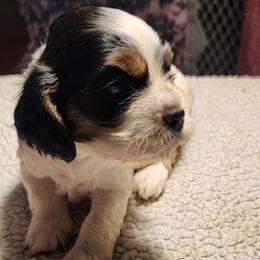 Jolien - Black and white female Cocker Spaniel puppy in Westminster, South Carolina from Hartwell Cocker Spaniel Kennel