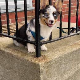 American Corgi and Pembroke Welsh Corgi Puppies from Magnolia Creek Corgis