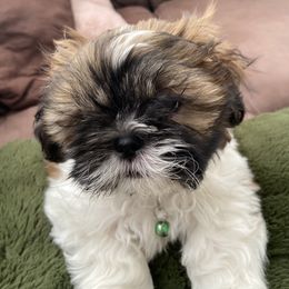 Boy 3 - Brindle and white Shih Tzu puppy in Las Vegas, Nevada from Miracle's Shih Tzus