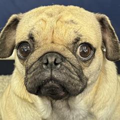 Moana - Pug