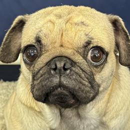Moana - Pug