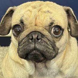 Moana - Pug