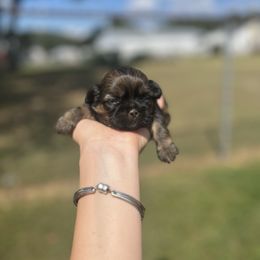 Nixi - Black and tan female Shih Tzu puppy in Clinton, Tennessee from Southland’s Shih Tzus