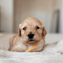 Croissant, Girl - Apricot female Goldendoodle puppy in Maricopa, Arizona from Desert Ridge Doodles