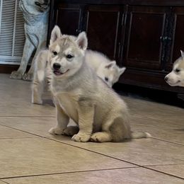 Boy 2 - Gray and white male Siberian Husky puppy in Loudon, Tennessee from Kristari Siberians