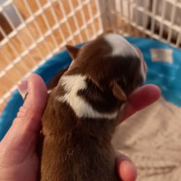 Boy 2 - Red male Boston Terrier puppy in Canmer, Kentucky from Hiser's Bluegrass Bostons