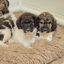 Poodle puppies from A & A Pinedale Standard Poodles