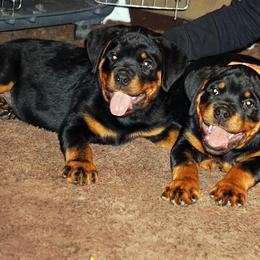 Rottweiler Puppies from Mountain High Kennels