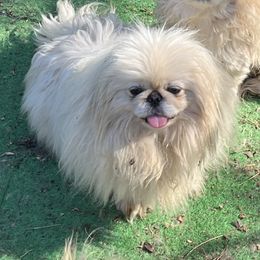 Akari - White Pekingese puppy in Cumming, Georgia from Imperial Pekingese