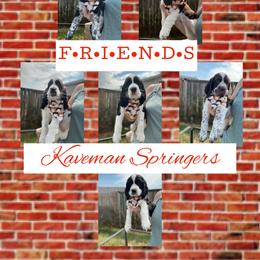 English Springer Spaniel puppies from Kaveman Springers