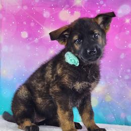 German Shepherd Puppies from Raven Oak's Shepherds