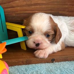 Axl - Blenheim male Cavalier King Charles Spaniel puppy in Columbus, Mississippi from Rocky Road Kennel