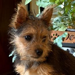 Chipmunk - Black and tan male Norwich Terrier puppy in Groesbeck, Texas from Ranch 4M