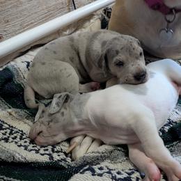 Hardy - Merle male Great Dane puppy in Turon, Kansas from RCM Great Danes