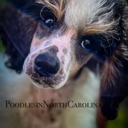 Poodle Puppies from Grace Poodles