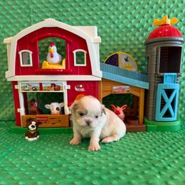Brook - Liver male Shih Tzu puppy in Success, Missouri from Sweet Success
