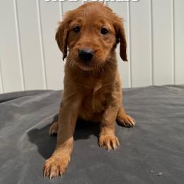 Red Indi - Golden female Golden Retriever puppy in Salt Lake City, Utah from Soaring golden retrievers
