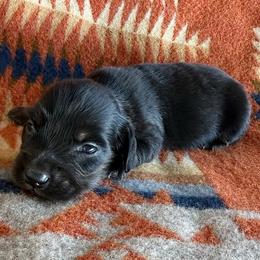Cletus - Black and tan male Dachshund puppy in Okeechobee, Florida from HotShot Kennels
