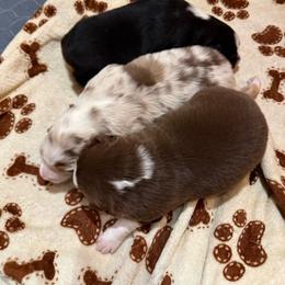 Australian Shepherd puppies from Groveland's Haus of Aus