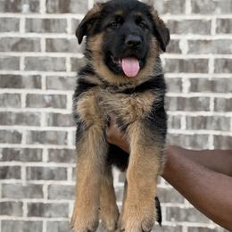 German Shepherd Puppies from vomkdbanksgermanshepherds