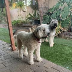 Bouvier des Flandres Puppies from Desert Diamonds Bouviers