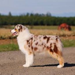 Australian Shepherds from Golden Gait Australian Shepherds