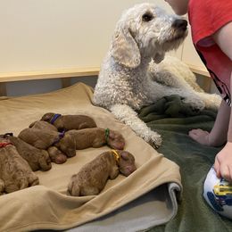 Labradoodle Puppies from Ruby Doo’s Doodles
