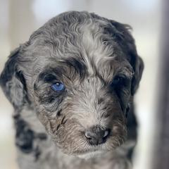 Double Doodles from Jeanie’s Doodles