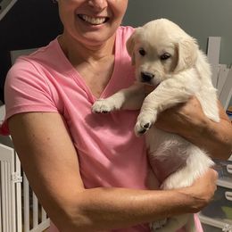 Golden Retriever Puppies from Cream of the Crop Goldens Michigan