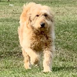 Molly - Goldendoodle