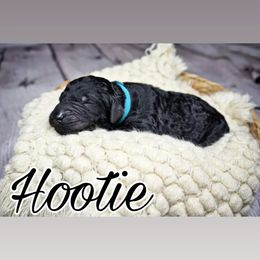 Hootie (blue tag) - Black Poodle puppy in California from Musical Poodles