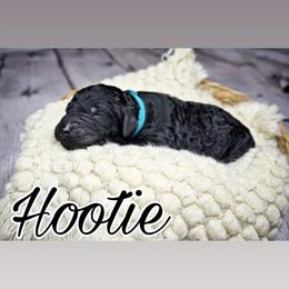 Hootie (blue tag) - Black Poodle puppy in California from Musical Poodles