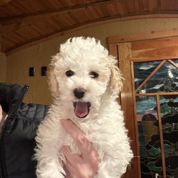 Woody (Boy) Micro Mini - Parti Goldendoodle puppy in Petoskey, Michigan from Petoskey Goldendoodles