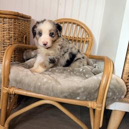 Red collar - Blue merle male Australian Shepherd puppy in Grand Saline, Texas from Murphy Ranch Australian Shepherds