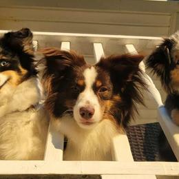 Miniature American Shepherd and Toy Australian Shepherd All Grown Up from Riverstone Aussies