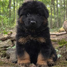 Orange Collar - Male - Black and red male German Shepherd puppy in Charlotte, North Carolina from Zuflucht K9s
