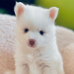 Callista - White female Pomsky puppy in Lincoln, Nebraska from Blue Heaven Pomsky