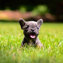 French Bulldog Puppies from Haas Frenchies LLC