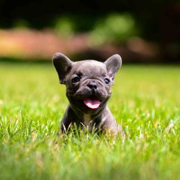 French Bulldog Puppies from Haas Frenchies LLC