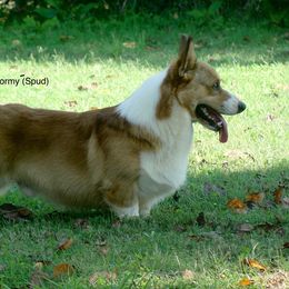 Spud - Pembroke Welsh Corgi
