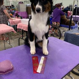 Australian Shepherd and Miniature American Shepherd Puppies from Battlefield Australian Shepherds and Miniature American Shepherds